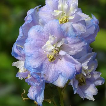 Delphinium Pacific Summer Skies