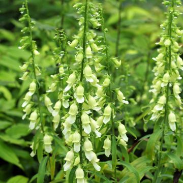 Digitalis laevigata Alba