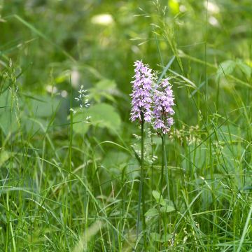 Dactylorhiza Estella G Dactylorhiza Estella G