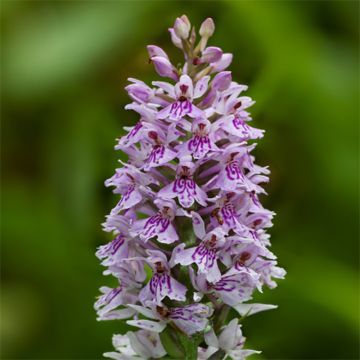 Dactylorhiza fuchsii
