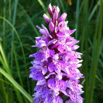 Dactylorhiza maculata