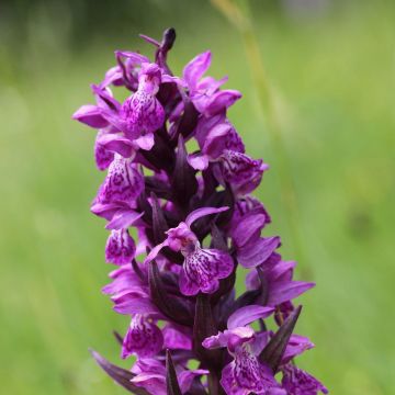 Dactylorhiza majalis