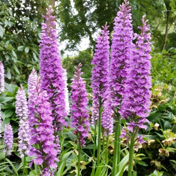 Dactylorhiza praetermissa