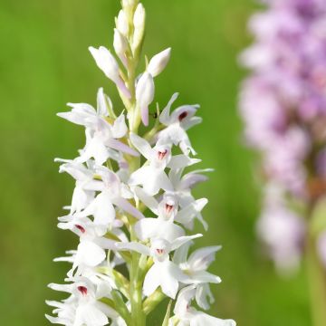 Dactylorhiza fuchsii Alba - Orquídea