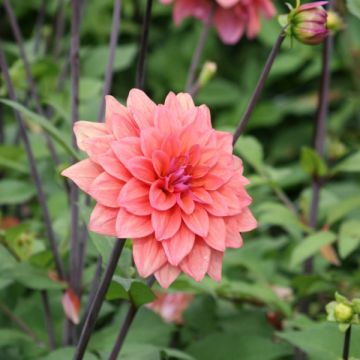 Dália decorativa American Dawn