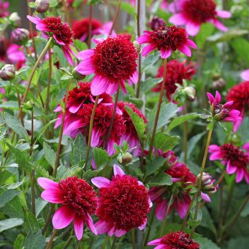 Dahlia anémone Poodle Skirt