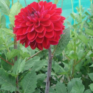 Dália decorativa Anne Cornelia