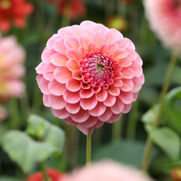 Dahlia balle Linda's Baby