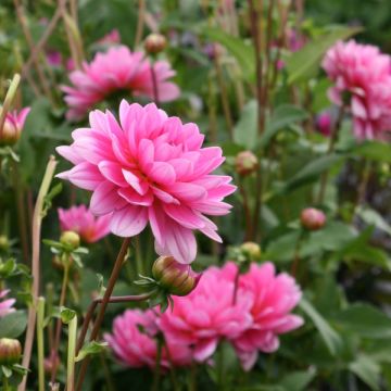 Dália nenúfar Barcelona