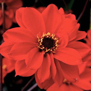 Dália anémona Bishop of Lancaster