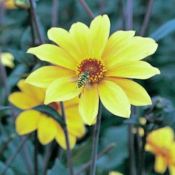 Dália anémona Bishop of York