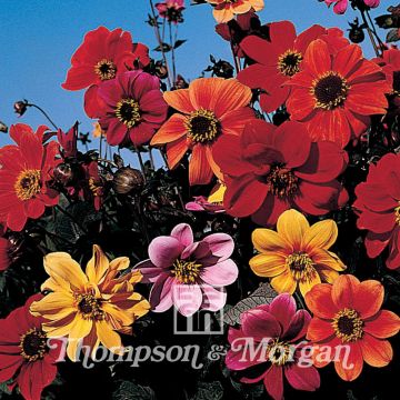 Dahlia variabilis Bishops Children em sementes