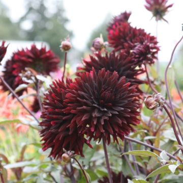 Dália semi-cactus Black Jack