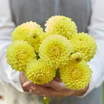 Dália bola Blyton Golden Girl