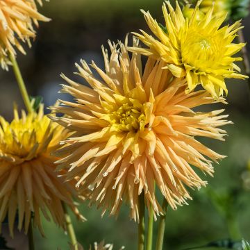 Dahlia fimbriata Mingus Joshua Dahlia fimbriata Mingus Joshua