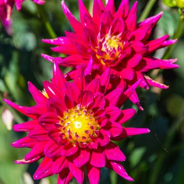 Dahlia cactus Karma Purple Corona