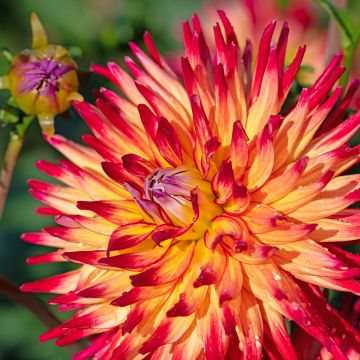 Dahlia semi cactus Summer Breeze