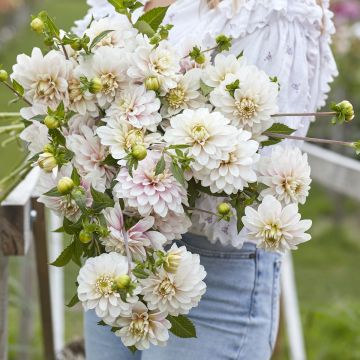 Dália decorativa Christo