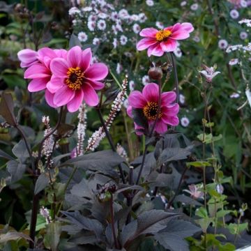 Dália anémona Classic Gisele