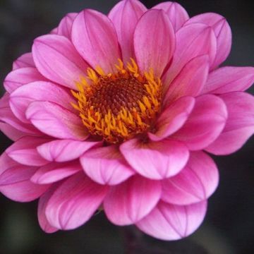 Dália anémona Classic Rosamunde