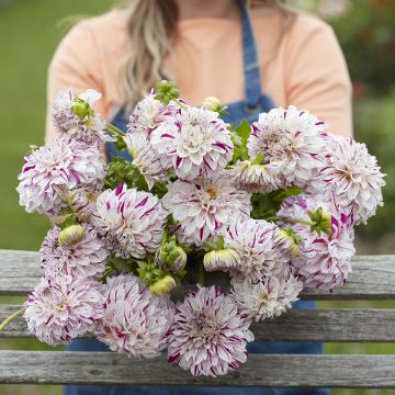 Dália decorativa Danceline