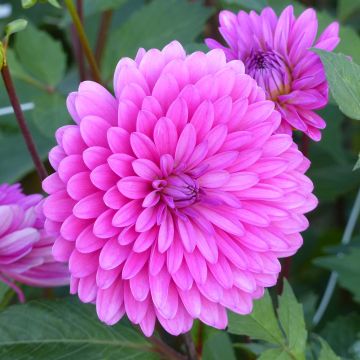 Dália decorativa Gerbera