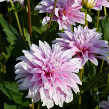 Dália decorativa Sweet Tiamo