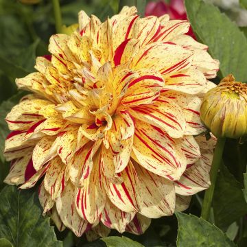 Dahlia décoratif Connels Gloriosa