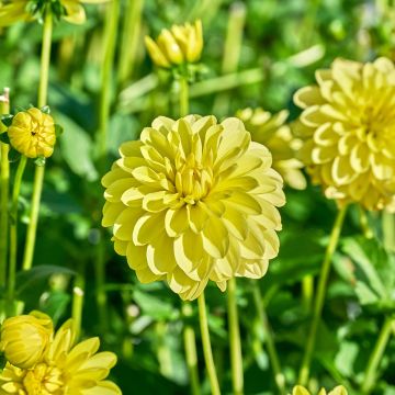 Dahlia décoratif Sunlady Dahlia décoratif Sunlady