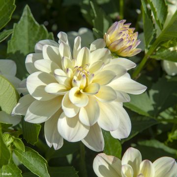 Dahlia décoratif Lake Carey