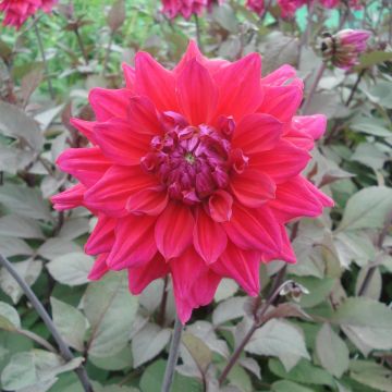 Dália decorativa Engelhardt's matador