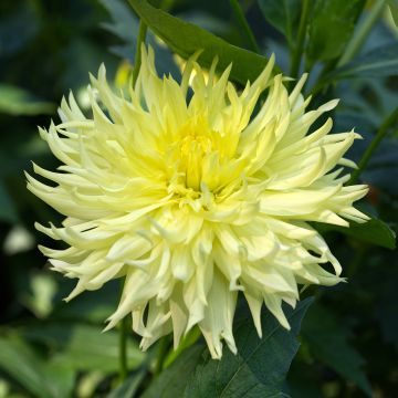 Dahlia fimbriata Promise Dahlia fimbriata Promise