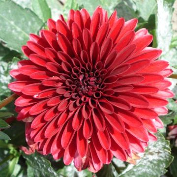 Dália anã Frivoleus Glow