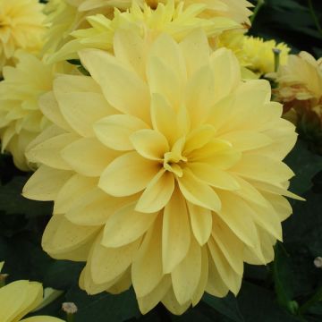 Dália anã Gallery Cezanne