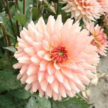 Dália anã Gallery Leonardo