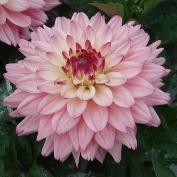 Dália anã Gallery Salvador