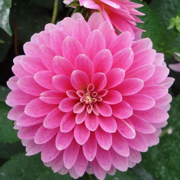 Dália anã Gallery Rambrandt