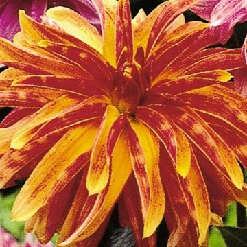 Dália decorativa Girafe