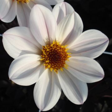 Dália anã Happy Single Princess