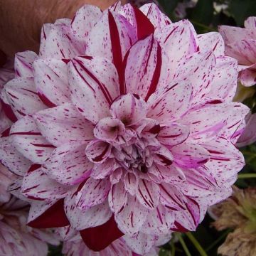 Dália decorativa Hulins Carnival