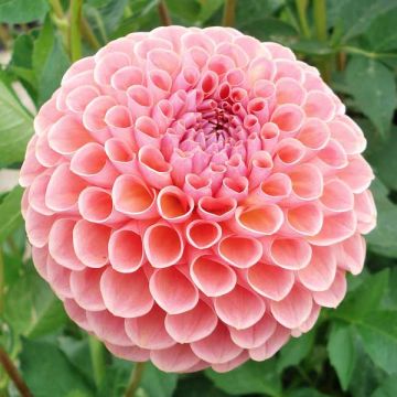 Dália bola Joey Winnie