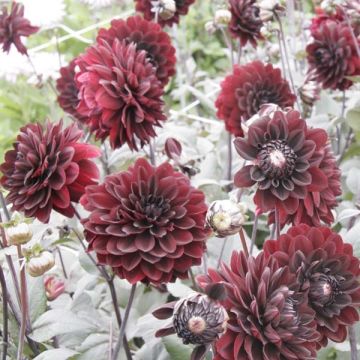 Dália decorativa Karma Choc