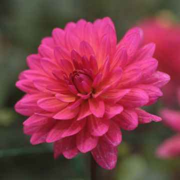 Dália decorativa Karma Fuchsiana