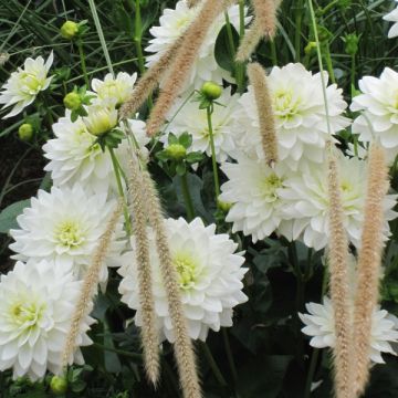 Dália decorativa Karma Maarten Zwaan