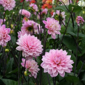 Dália decorativa Karma Prospero