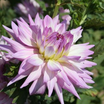 Dália decorativa Karma Amanda