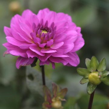 Dália nenúfar Karma Lagoon