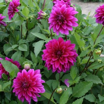 Dália decorativa Le Baron