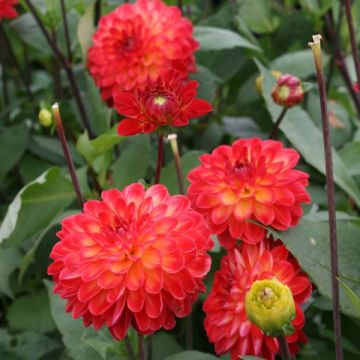 Dália decorativa Lovelife