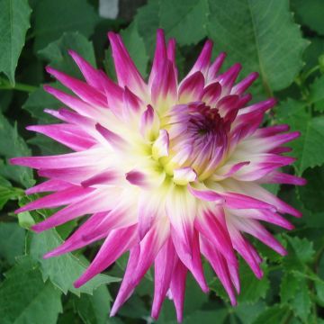 Dália semi-cactus Match